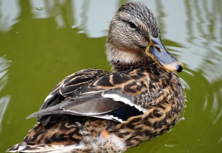 Duck - ducks, lake, animal, female, nature, male