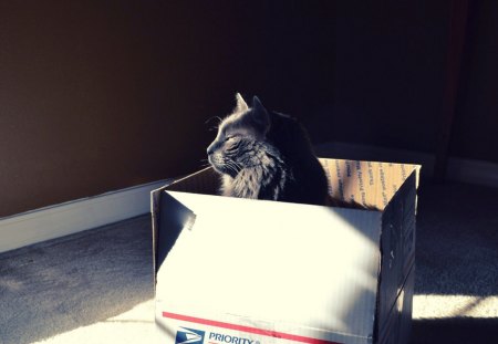 Cat - cat, box, animal, black