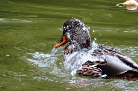 Duck - male, animal, female, nature, lake, ducks