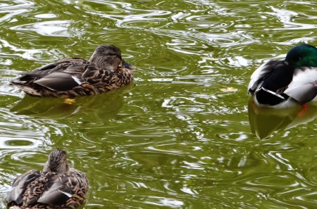 Ducks - ducks, lake, animal, female, nature, male