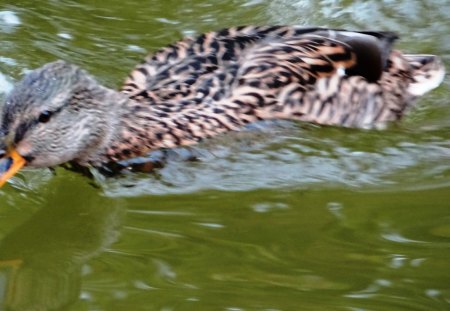 Duck - male, animal, female, nature, lake, ducks