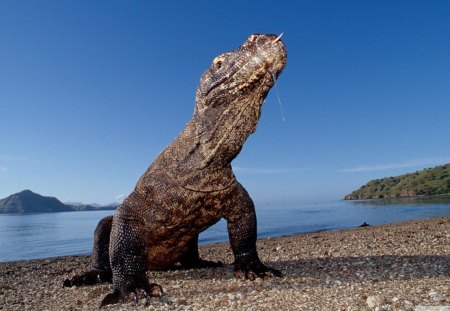 Komodo Dragon - beach, ocean, entertainment, reptile