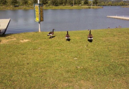 ducks on the lake - tennessee, lake, ducks