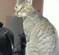 tommy the cat