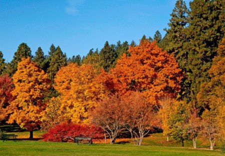 autumn colors - fall, autumn, trees