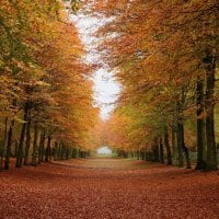 Autumn Forest