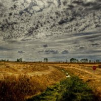 field in the autumn