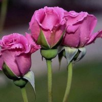 Pink roses