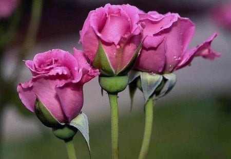 Pink roses - flowers, roses