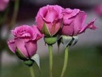 Pink roses