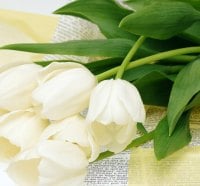 White Tulips