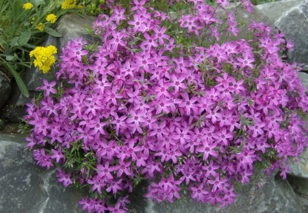 Purple flowers - flowers, purple