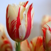 Red Striped Tulips