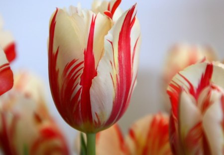 Red Striped Tulips - flowers, tulips, red striped