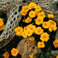 Golden Poppies