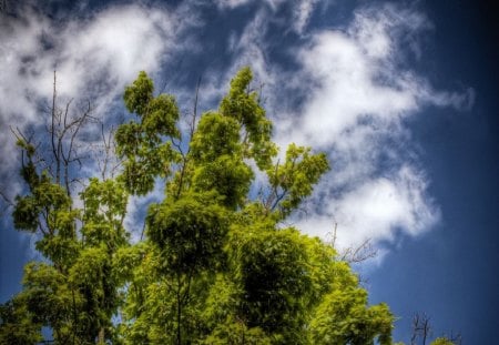 Like A Dog Without A Bone - tree, clouds, dog, bone