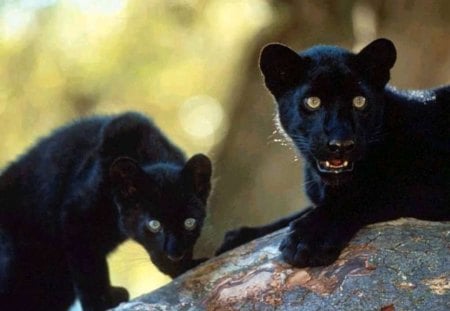 Black panthers - panthers, animals