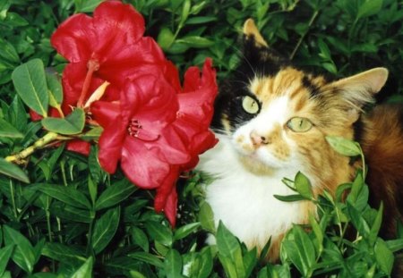 Cat and flower - flowers, cats