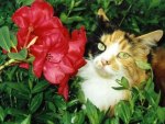 Cat and flower