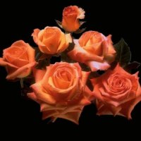 Orange roses