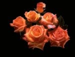 Orange roses