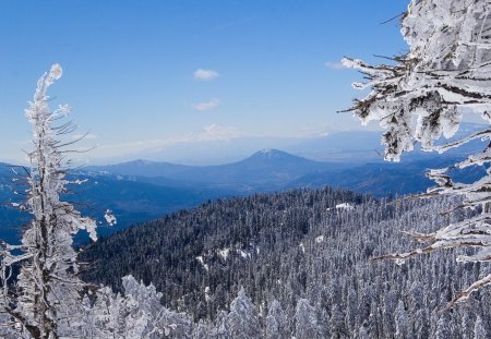 Frost Bite - frost, ice, winter, mountain