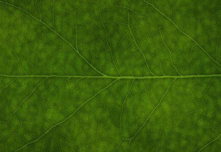 Green Leaf - leaf, green