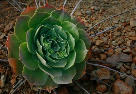 Desert Flower - flower, desert