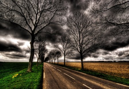 Long Road - road, tree