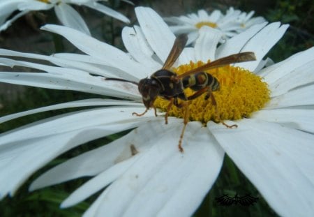 margarita - flor, abeja, color blanco