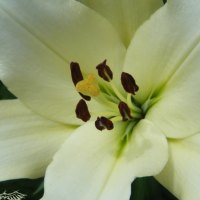 Flor blanca white fower