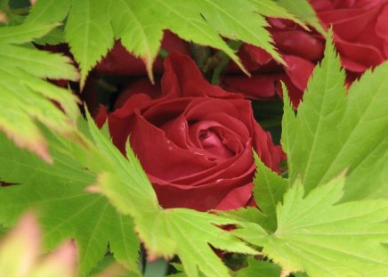 Roses - flowers, roses, nature