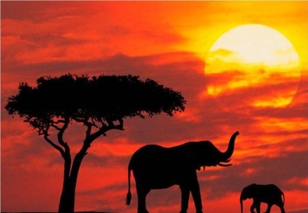 Silhouetted Kenya - abstract, colorful clouds, photography, silhouetted, baby, tree, elephants, mother, kenya, sun