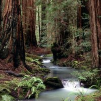 Old Forest Stream