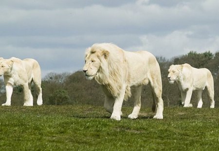 white_lions - male, two female, walkabout