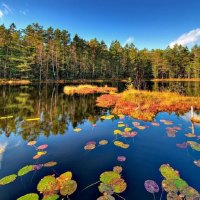 	forest pond