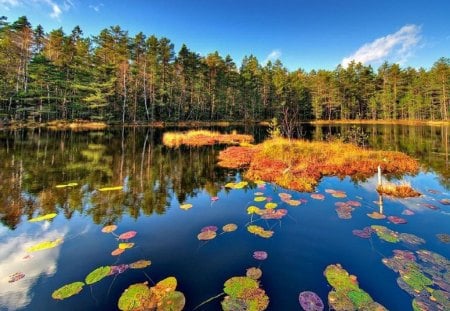 	forest pond - forest, pond