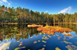 	forest pond