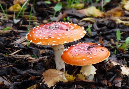 Mushroom - leaves, mushroom, fall, autumn