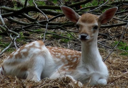 Beautiful reddeer - reddeer, deer, animals