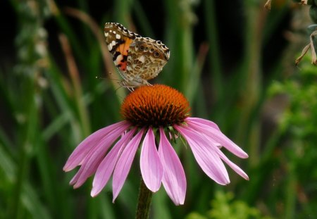 Butterfly - summer, butterfly, flowers, animals