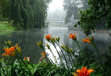 Foggy morning - nature, trees, river, fog, flowers, mist