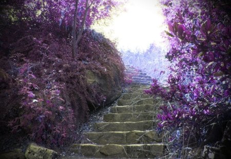 Mt.Tolmie stairs - flowers, stairs