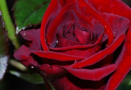 RED ROSE - nice, cool, hot, wallpaper