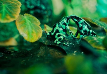 Frog Kiss - frogs, leafs, beautiful, green, kiss, animals