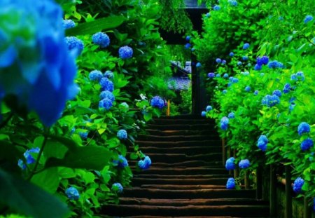 Stairway of Blue - nature, beauty, blue, stairway, flowers