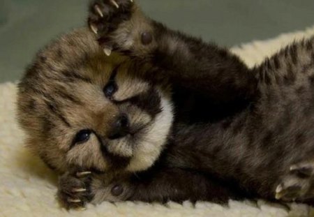 My claws are ready for ya - cheetah cub, cats, baby, claws, animals