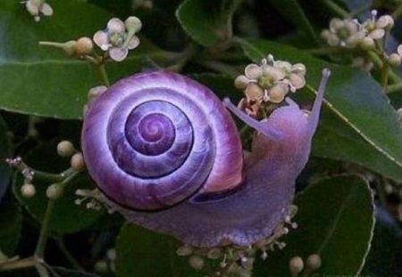 The Violet Snail - flowers, snail, animals, violet