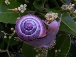 The Violet Snail