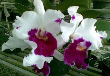 Purple and White Lovliness - flowers, white, nature, purple, bench